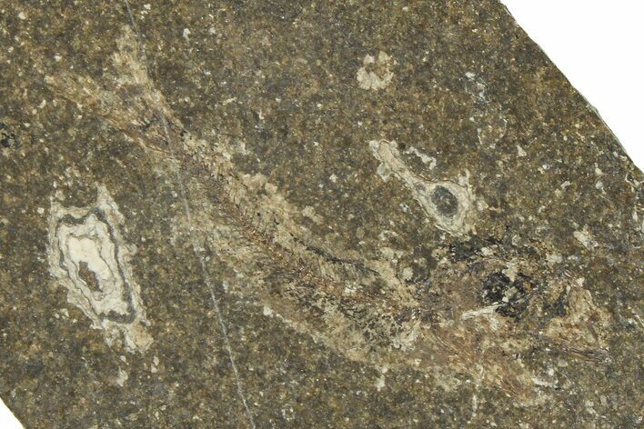 Oligocene Fossil Clupeoid Fish (Beksinskiella) - Poland #374443